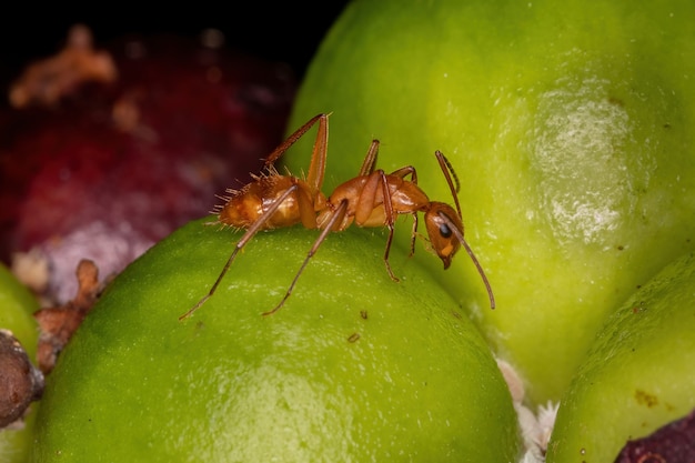 Erwachsene Zimmermannsameise der Gattung Camponotus