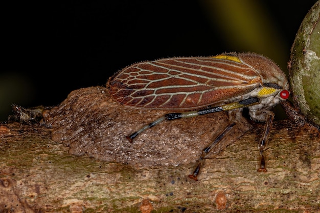 Erwachsener Aetalionid-Treehopper