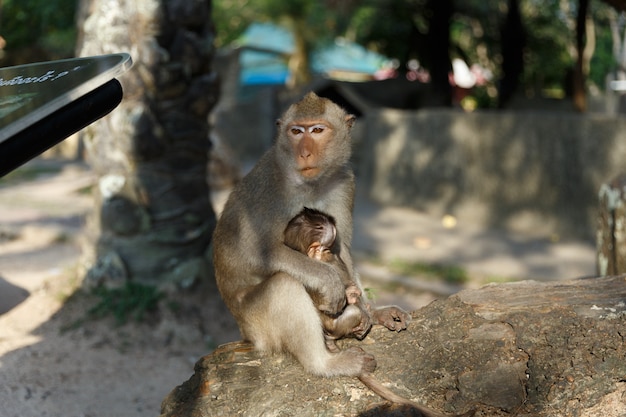 Erwachsener Affe sitzt und isst Lebensmittel mit Affebaby im Park.