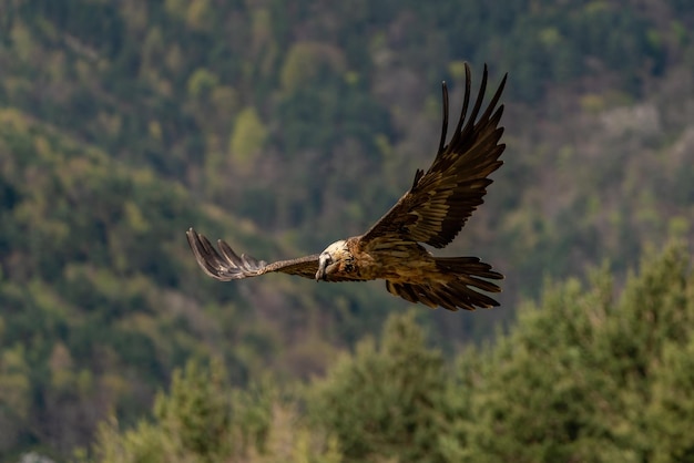 Erwachsener Bartgeier fliegt mit dem Wald im Hintergrund