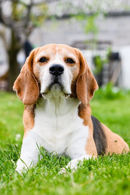 Foto erwachsener beagle-hund auf grünem gras im hinterhof