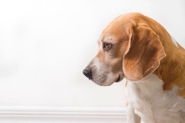 Erwachsener Beagle-Hund nähert sich seinem Gesicht