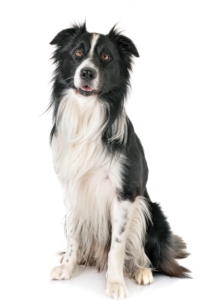 erwachsener Border Collie