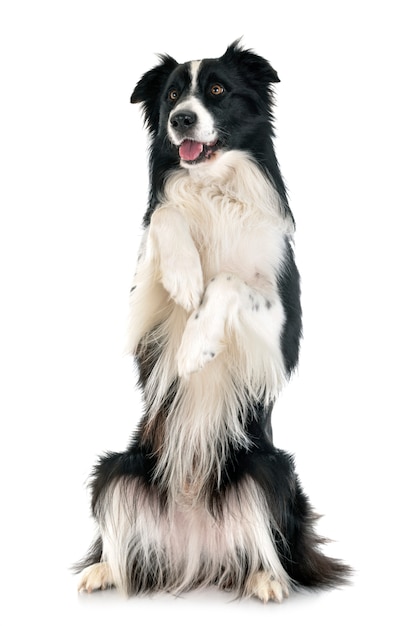 erwachsener Border Collie