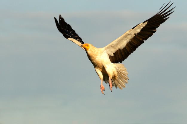 Erwachsener des ägyptischen Geierfliegens