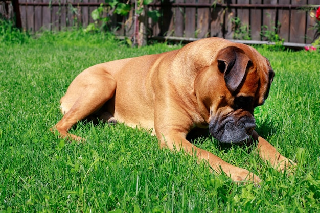 Erwachsener deutscher Boxer auf dem Rasen Tierarzt