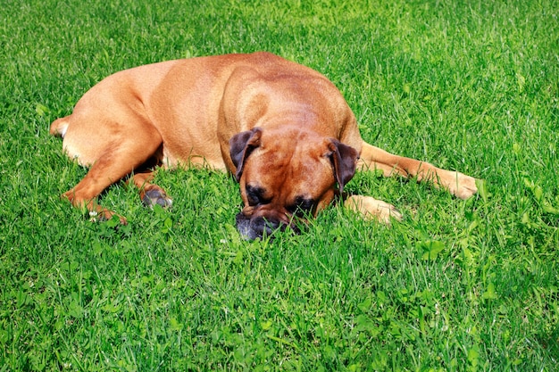 Erwachsener deutscher Boxer auf Rasen Tierarzt