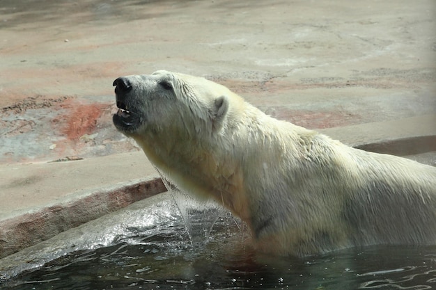 Erwachsener Eisbär im Wasser