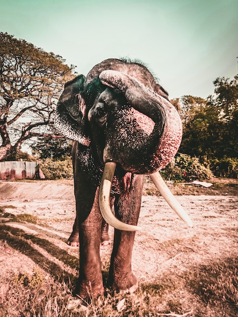 Erwachsener Elefant mit Elfenbeinstoßzahn auf der Schotterstraße in Ayutthaya Thailand