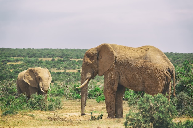 Erwachsener Elefant und Babyelefant, die zusammen im Addo National Park, Südafrika gehen