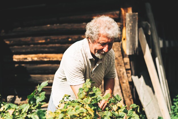 Foto erwachsener erwachsener landwirt erntet kräuter in einem bio-garten während der sonne im freien konzept des anbaus