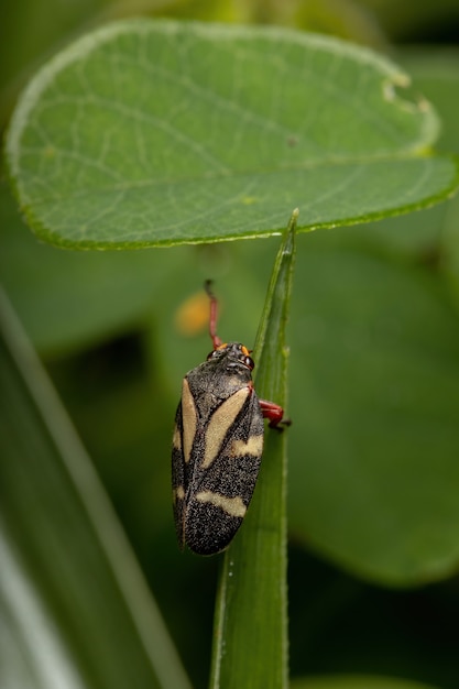 Erwachsener Froghopper der Art Deois flavopicta