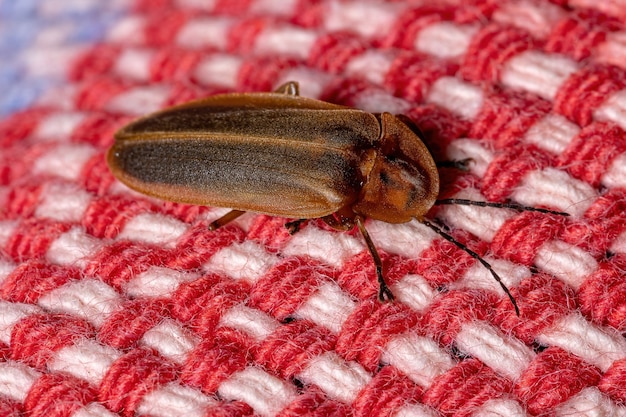 Erwachsener Glühwürmchenkäfer der Familie Lampyridae