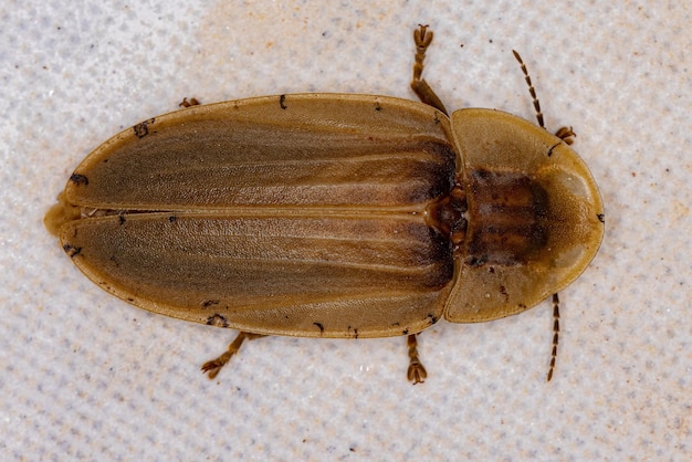 Erwachsener Glühwürmchenkäfer des Stammes Cratomorphini