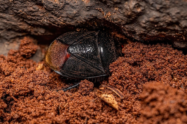 Erwachsener grabender Käfer