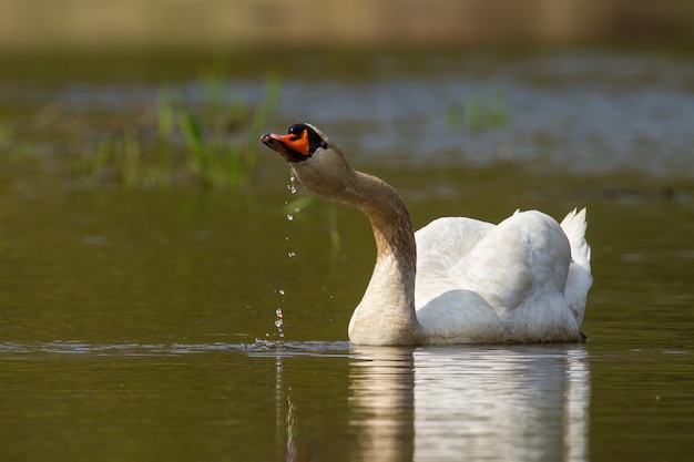 Erwachsener Höckerschwan Trinkwasser beim Schwimmen im See im Frühjahr