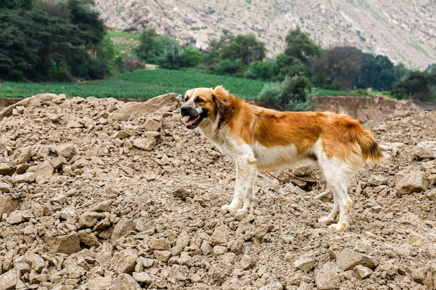 Erwachsener Hund, der alleine durch eine Landschaft aus Land und Grünflächen geht