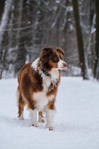 Erwachsener Hund der Rasse Australian Shepherd von brauner Farbe im Winterpark steht im Schnee und genießt das Leben