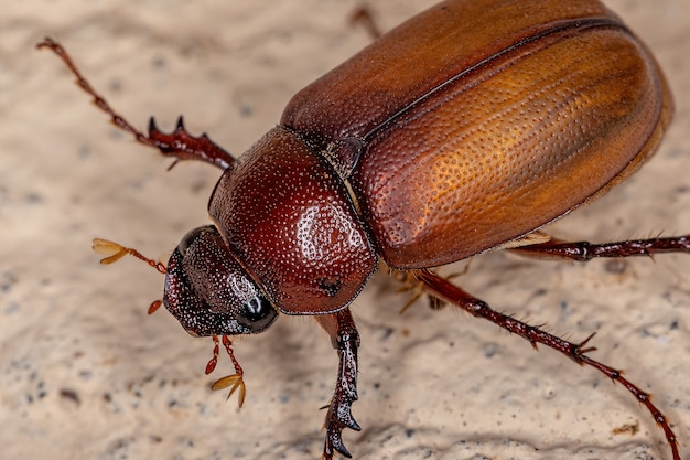 Erwachsener Junikäfer der Unterfamilie Melolonthinae