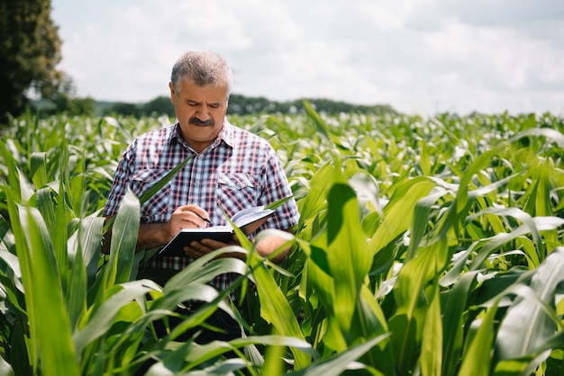 Erwachsener Landwirt, der Pflanzen auf seiner Farm überprüft. Agronom hält Tablette im Maisfeld und untersucht Pflanzen. Agribusiness-Konzept. Landwirtschaftsingenieur, der in einem Maisfeld mit einer Tablette steht.