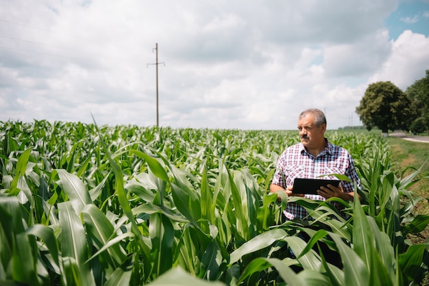 Erwachsener Landwirt, der Pflanzen auf seiner Farm überprüft. Agronom hält Tablette im Maisfeld und untersucht Pflanzen. Agribusiness-Konzept. Landwirtschaftsingenieur, der in einem Maisfeld mit einer Tablette steht.