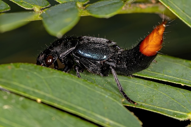 Erwachsener Laufkäfer des Subtribus Xanthopygina