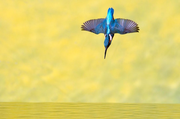 Erwachsener männlicher Eisvogel, der am späten Nachmittag an einem Wintertag zum Fischen aufbricht