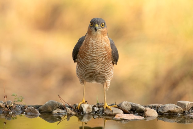 Erwachsener männlicher eurasischer Sperber, der in einem natürlichen Wasserpunkt in einem Eichen- und Kiefernwald badet