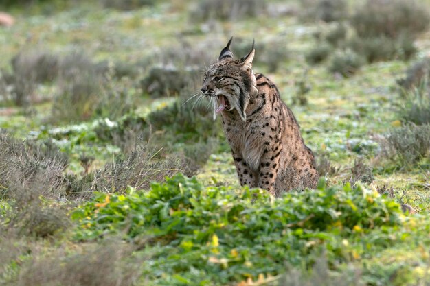 Erwachsener männlicher Iberischer Luchs, der durch sein Revier in einem mediterranen Wald spaziert