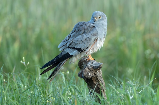 Erwachsener männlicher Montagus Harrier bei seinem Lieblingsturm in seinem Brutgebiet