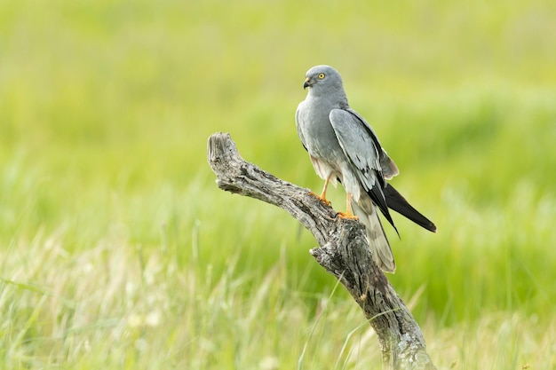 Foto erwachsener männlicher montagus harrier bei seinem lieblingsturm in seinem brutgebiet