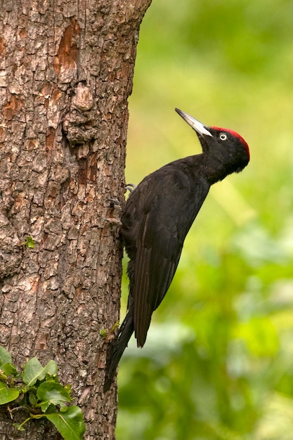 Erwachsener männlicher schwarzer Specht in einem Apfelbaum mit dem ersten Licht der Morgendämmerung in einem Obstwald