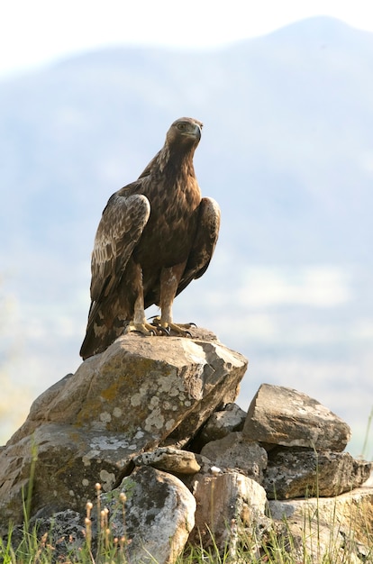 erwachsener männlicher Steinadler in einem Eichenwald mit dem ersten Tageslicht