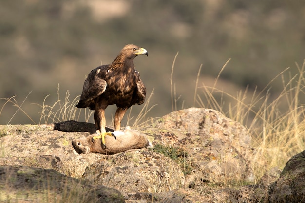 Erwachsener männlicher Steinadler mit einem frisch gefangenen Kaninchen in einem bergigen Gebiet von Eichen