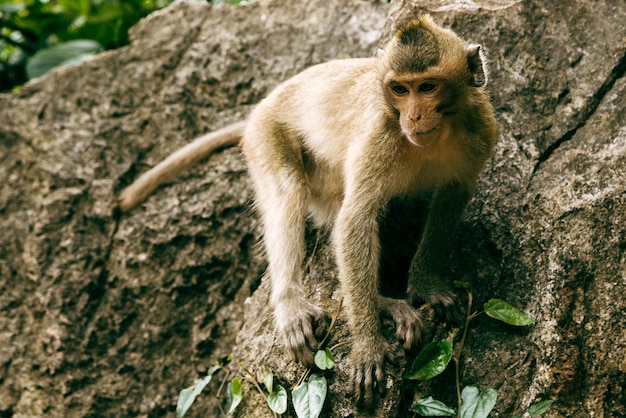 Erwachsener Makakenaffe, der auf Felsen im tropischen Wald steht