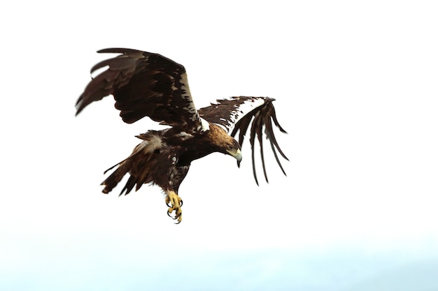 Erwachsener Mann des spanischen Kaiseradlers, der in einem Mittelmeerwald an einem bewölkten Tag fliegt