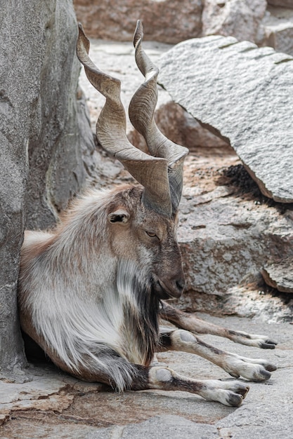 Erwachsener Mann Markhor, (Capra falconeri), sitzend entspannt auf felsiger Oberfläche