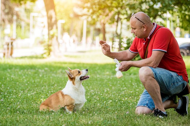 Erwachsener Mann trainiert ihren walisischen Corgi-Pembroke-Hund im Stadtpark