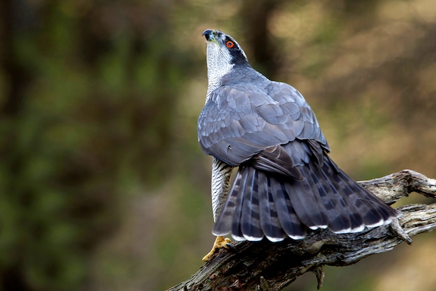 Erwachsener Mann von Northern Goshawk.Accipiter gentilis