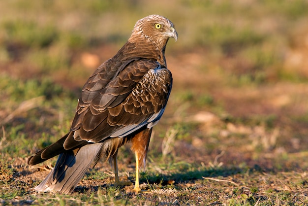 Erwachsener Mann von Western Marsh Harrier. Circus aeroginosus