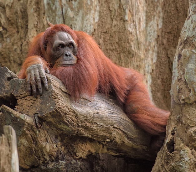 Foto erwachsener orang-utan, der auf einem baum stillsteht