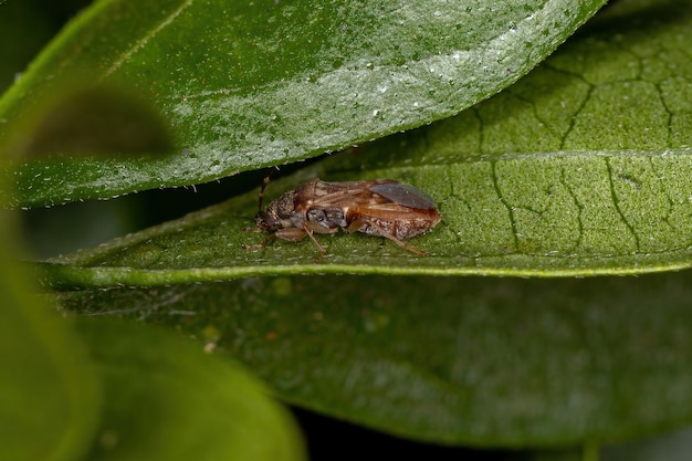 Erwachsener Pentatomomorph Bug der Infraorder Pentatomomorpha