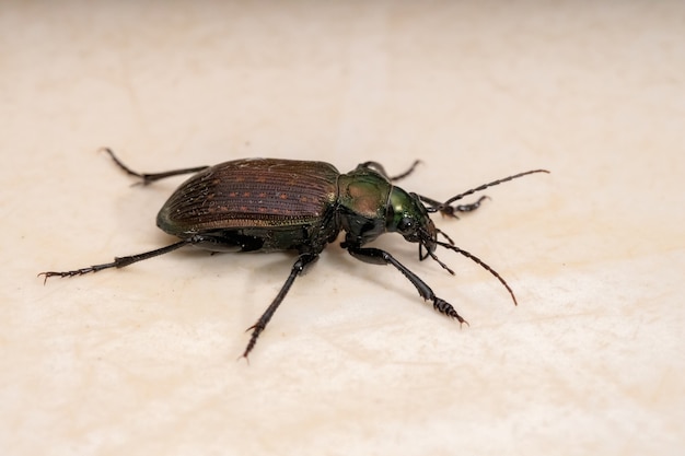 Erwachsener Raupenjäger Käfer der Art Calosoma alternans