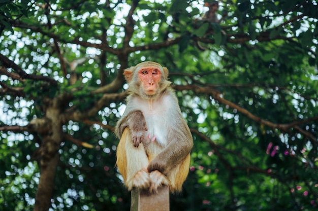 Erwachsener roter Gesichtsaffe Rhesusaffe im tropischen Naturpark von Hainan, China. Frecher Affe in der natürlichen Waldfläche. Szene der wild lebenden Tiere mit Gefahrentier. Macaca Mulatta Exemplar