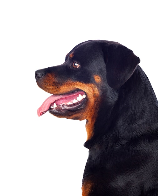 Erwachsener Rottweiler Hund