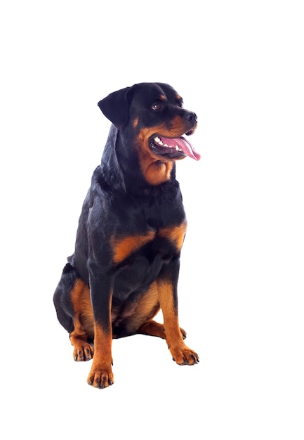 Foto erwachsener rottweiler hund