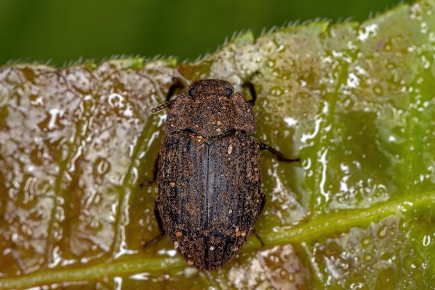 Erwachsener Schwarzkäfer der Familie Tenebrionidae