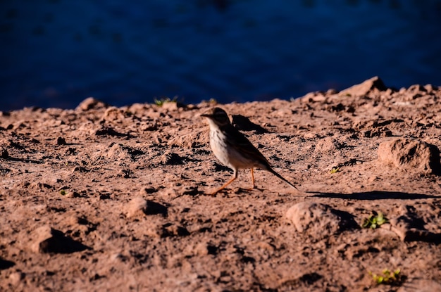 Erwachsener Seeregenpfeifer Wasservogel