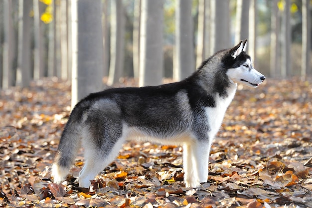 Erwachsener sibirischer Husky in einem Wald mit trockenen Blättern