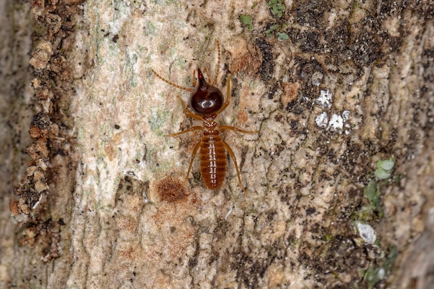 Erwachsener Soldat Nasute Termite der Gattung Nasutitermes